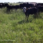 At The Pasture
