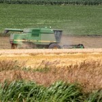 Wheat Harvest Part 2