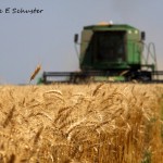 Wheat Harvest Part 1