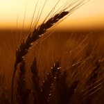 Wheat