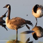 Canada Geese
