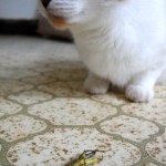 Kitty And The Grasshopper