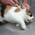 Kitty’s Annual Vaccinations