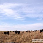 A Cattle Visit