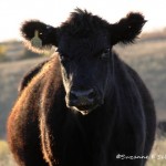 Cattle Roundup – Fall 2013 – Part 1