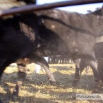 Cattle Roundup – Fall 2013 – Part 2