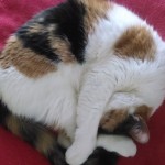 Sleeping Position Number 3