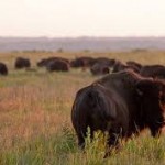 Bison At Prairie State Park