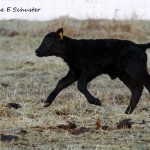 Out In The Pasture
