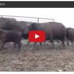 Bringing In The Herd