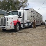 Working The Herd