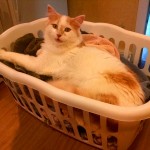 Muffin Helps Fold Laundry