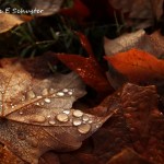 Fall Leaves