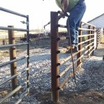Cattle Working Facility – Part 4