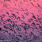 Snow Geese Flock