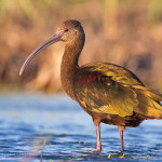 White-Faced Ibis