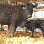 Another Newborn Calf