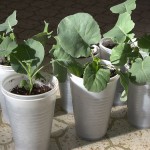 Broccoli & Cauliflower Planting
