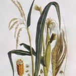Planting Field Corn