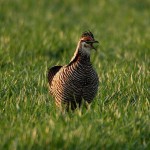 Greater Prairie Chickens