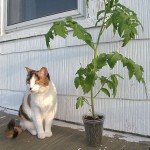 Planting Tomatoes