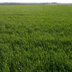 Winter Wheat Update – June 14