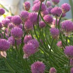 Blooming Chives