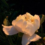 Peonies At Sunset