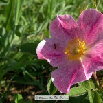 Prairie Wild Rose- Opened
