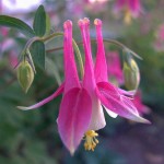 Red Columbine