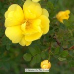 Harison’s Yellow Rose