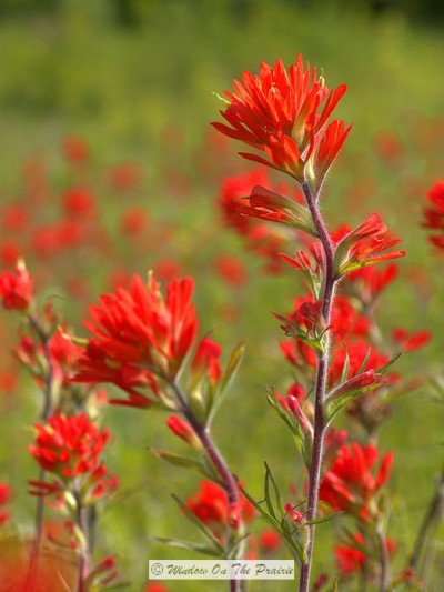indian paintbrush flower facts indian paintbrush flower facts