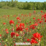 Scarlet Indian Paintbrush