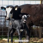 White Face Calf