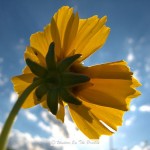 Prairie Wildflowers