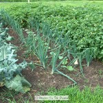 Veggie Garden Update – June 16