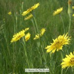 Western Salsify