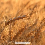 The Wheat Is Ready To Harvest