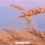 The Last Of The Wheat Harvest