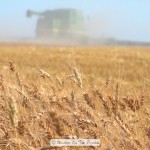 Wheat Harvest