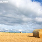 Wheat Straw Bales