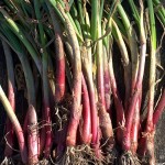 Onion Harvest