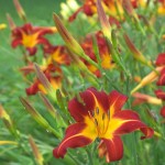 Gray Tree Frog In The Daylilies