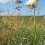 Queen Anne’s Lace