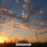 Willa Cather Memorial Prairie