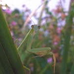 Praying Mantis