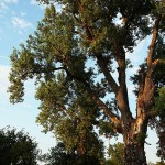 The Shoe Tree