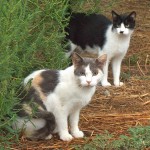 The Barn Cats and Kitty’s New Stunt