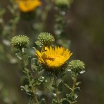 Wildflowers Of August