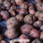 Potato Harvest